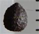  Seed